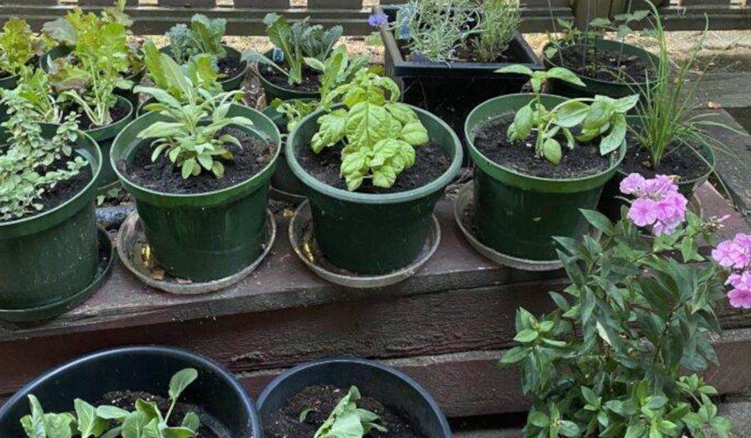 Vegetables to Grow – A Poem