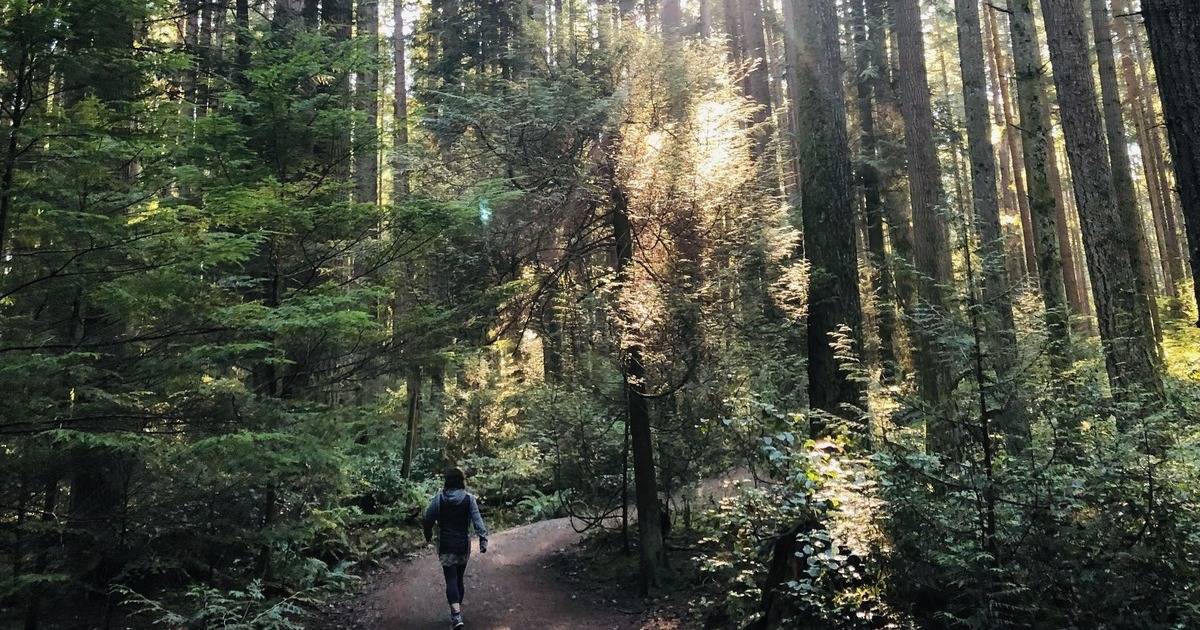 Majestic forest with person