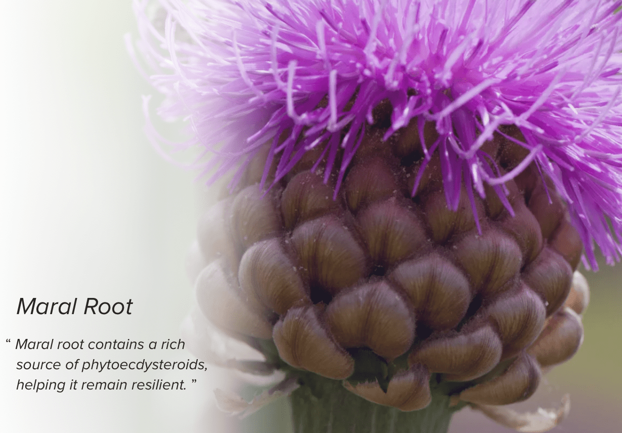 Close up of a Maral Root in bloom