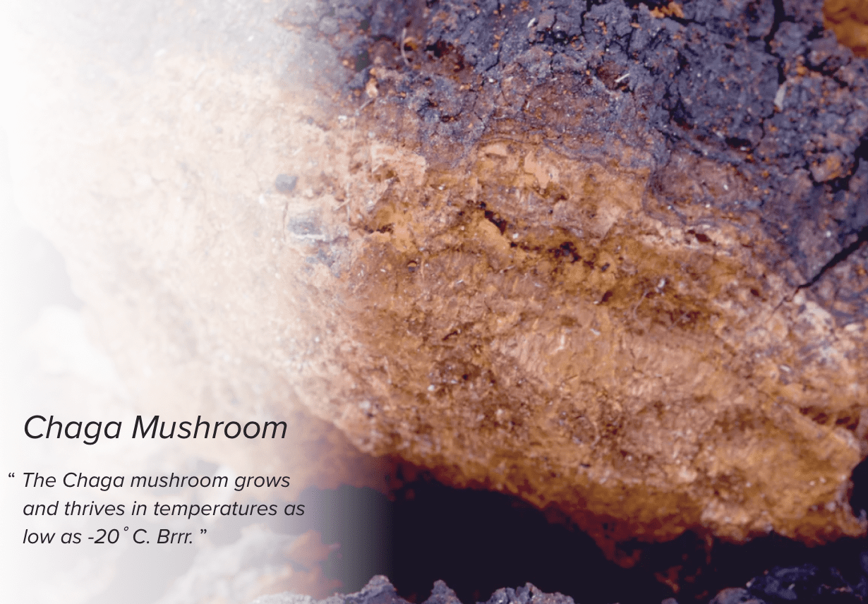 Close up of the surface of a Chaga Mushroom