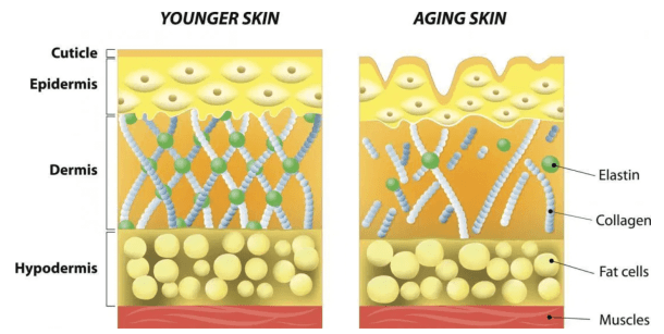 Layers of skin with descriptions
